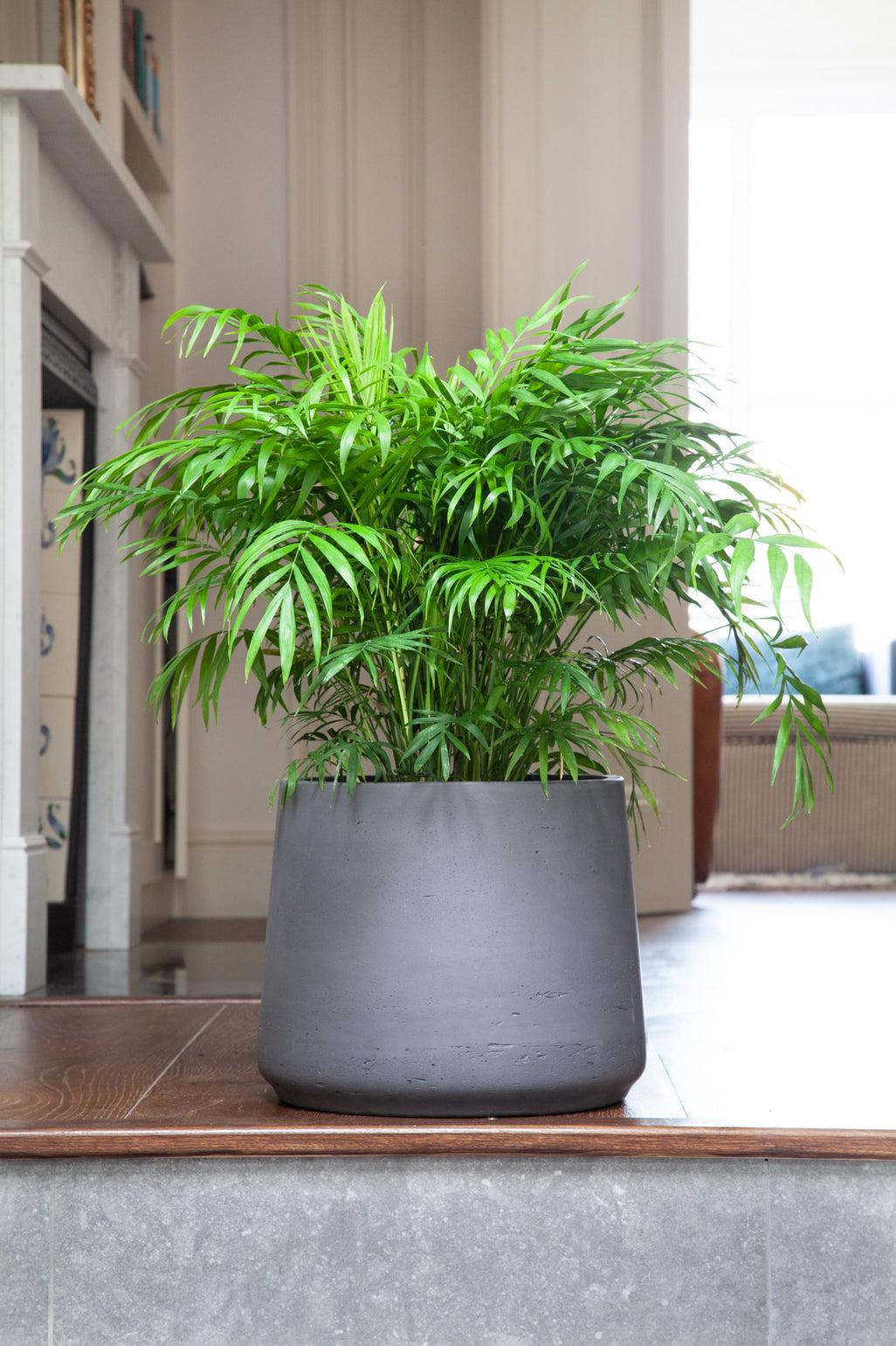 files/IndoorPlants_4-JamiesHouse29.11.2023-026_e0368fab-acc8-4e57-8215-2ecf887f199a.jpg